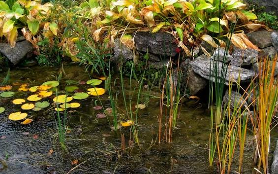 Garden with Pond, Waterfall & Arboretum