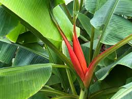 International Plant Exploration