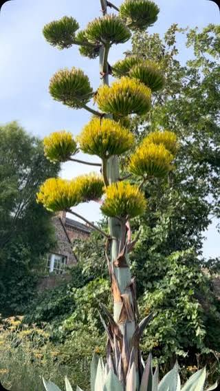 Pan-Global Plants