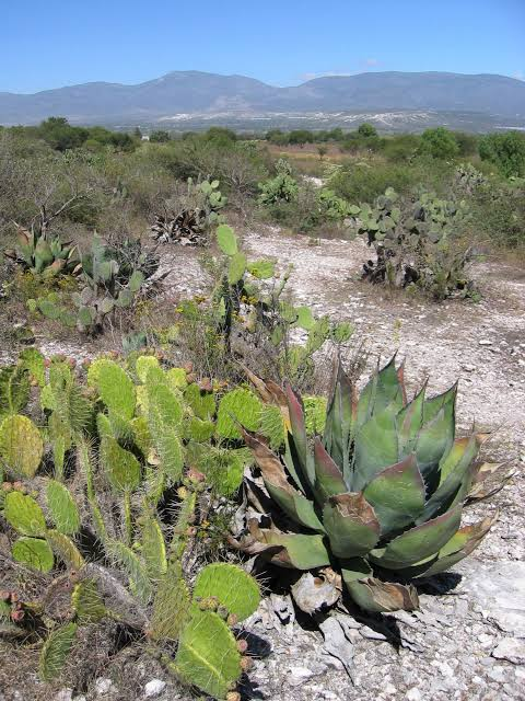 Mexico Plant-Hunting Expedition — November 2004