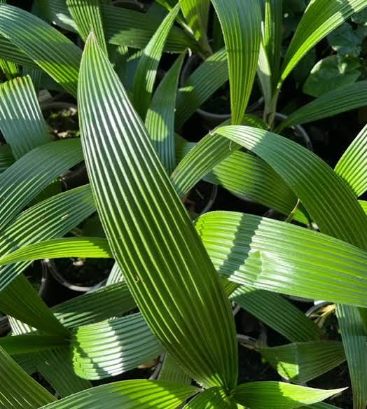 Northern Vietnam Plant-Hunting Expedition