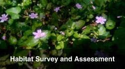 Habitat Survey and Environmental Assessment