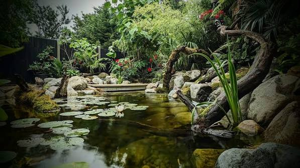 Natural Pond and Water Garden Development