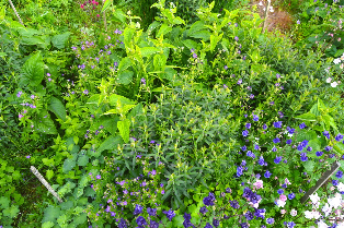 Perennial Planting Workshop for Warsaw Green City
