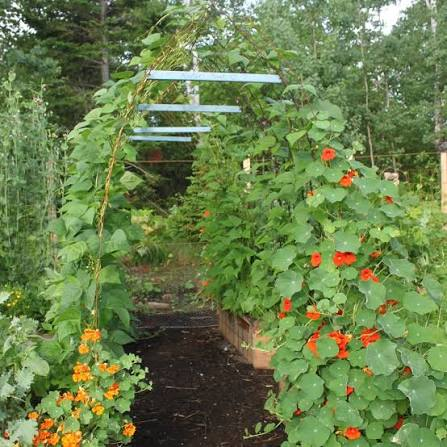 Growing Under Cover