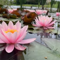 Gallery Thumbnail 2